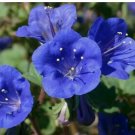 1000+ CALIFORNIA BLUEBELL FLOWER SEEDS annual PHACELIA CAMPANULARIA
