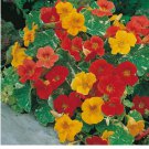 25 Alaska Mix Nasturtium Seeds | Non-GMO