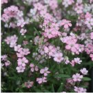 babys breath PINK baby annual flower 325 Seeds
