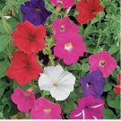2000+ Dwarf Petunia Mix Seeds  Petunia Nana Compacta Flower USA