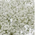 300 Baby's Breath Seeds | Non-GMO