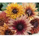 125+ Antique Mix Rudbeckia Seeds Annual Flower Seeds Garden