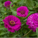 100 Purple Prince Zinnia Seeds, NON-GMO