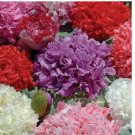 Poppy Peony Double Mixed, 100 Seeds, Beautiful Flowers