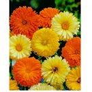 100 Calendula Pacific Beauty Seeds Mix, Pot Marigold
