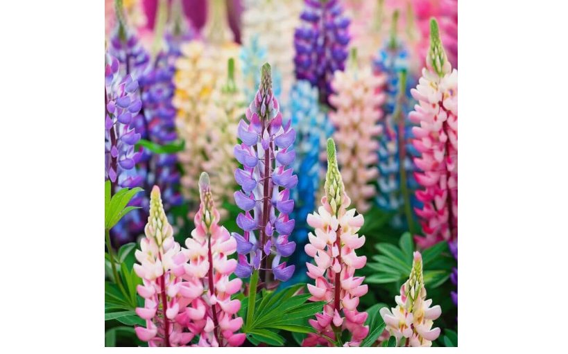 100 Pixie Delight Lupine Seeds | Non-GMO