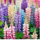 100 Pixie Delight Lupine Seeds | Non-GMO