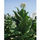 Virginia Gold Tobacco Seeds ~ Heirloom Nicotiana Tabacum ~ Fast grow 1000 Seeds