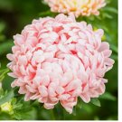 Peony / Paeony Duchess Apricot Aster Seeds | Non-GMO 100 Seeds