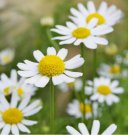 3500 German Chamomile Seeds, NON-GMO, Herbal Tea, Scented Mayweed