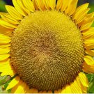 125 MAMMOTH SUNFLOWER SEEDS BEAUTIFUL NONGMO HEIRLOOM FLOWER SEEDS FRESH HARVEST