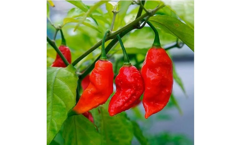 20 Ghost Pepper Seeds / Bhut Jolokia Pepper Seeds | Non-GMO