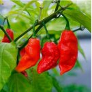20 Ghost Pepper Seeds / Bhut Jolokia Pepper Seeds | Non-GMO
