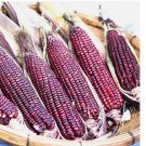 30 Bloody Butcher Corn Seeds | Non-GMO