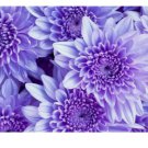 200+ Faded Lilac Mum Chrysanthemum Seeds