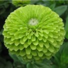 100+ GREEN ZINNIA FLOWER SEEDS  "ENVY" GARDEN bees BIRDS ANNUAL