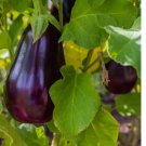 300 Florida Market Eggplant Seeds, Aubergine, Highbush, Heirloom, NON-GMO