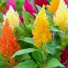 50 Seeds Pampas Plume Mix Celosia Seeds | Non-GMO