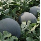 10 Black Diamond Watermelon - Seeds - Non Gmo - Heirloom Seeds – Fruit Seeds