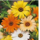 100 African Daisy Seeds | Non-GMO | Flower Seeds