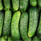 60 National Pickling Cucumber Seeds, Pickles, Gherkins, NPPA, NON-GMO