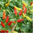 60 Tabasco Pepper Seeds | Heirloom / Non-GMO
