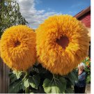 Yellow Enchanting Giant Teddy Bear Sunflower Seeds 50pcs