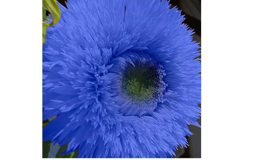Blue Teddy Bear Sunflower Seeds Non GMO Heirloom Garden 50pcs