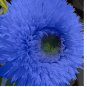 Blue Teddy Bear Sunflower Seeds Non GMO Heirloom Garden 50pcs