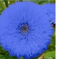 Blue Teddy Bear Sunflower Seeds Non GMO Heirloom Garden 50pcs
