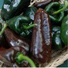 20 Mulato Isleno Poblano Pepper Seeds | Heirloom / Non-GMO