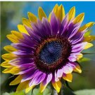 Rare Purple Heart Sunflower Seeds – Unique Blooms for a Stunning Garden 50pcs