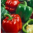 California Wonder 300 TMR Bell Pepper Seeds | Heirloom / Non-GMO 60 Seeds