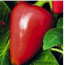 100 Pimento Sweet Pepper Seeds, NON-GMO, Heirloom