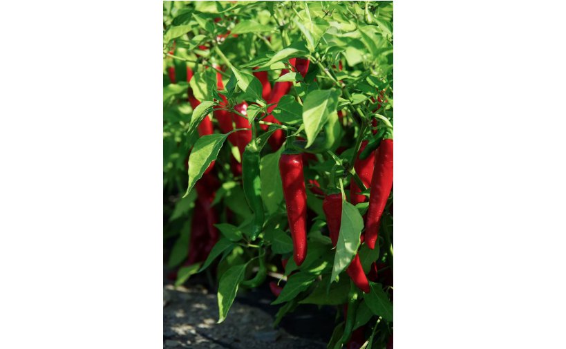 100 Cayenne Large Red Thick Pepper Seeds, NON-GMO