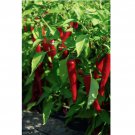 100 Cayenne Large Red Thick Pepper Seeds, NON-GMO