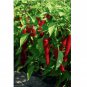 100 Cayenne Large Red Thick Pepper Seeds, NON-GMO