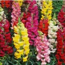 5000+ SNAPDRAGON FLOWER SEEDS beautiful TALL MIXED COLORS GARDEN 5000+ SNAPDRAGON FLOWER SEEDS beautiful TALL MIXED COLORS GARDEN