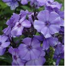 100 Beauty Blue Phlox Seeds | Non-GMO