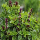 150 Thai Basil Seeds for Planting - Heirloom Non GMO Open-Pollinated Fresh Herb Seed
