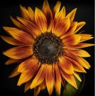 10 Sunflower Seeds - Rare Red Sun Orange, Heirloom