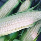 30 Silver Queen Corn Seeds | Non-GMO
