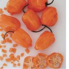 20 Orange Habanero Pepper Seeds | Heirloom / Non-GMO