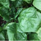 150 Giant Noble Spinach Seeds, NON-GMO, Giant Leaf, Heirloom