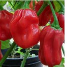 20 Red Habanero Pepper Seeds | Heirloom / Non-GMO
