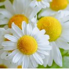 2,500 German Chamomile Seeds |Heirloom - Non-GMO
