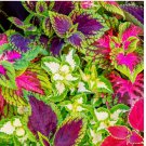 2000+ Rainbow Mix Coleus Seeds | Annual Tropical Houseplant Leaf Shade Plant Seed
