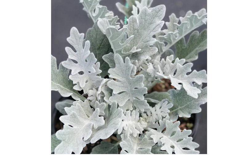 Dusty Miller-Silver Dust,Open pollinated, Heirloom, Annual/Perennial 100 Seeds