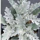 Dusty Miller-Silver Dust,Open pollinated, Heirloom, Annual/Perennial 100 Seeds