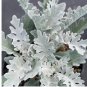 Dusty Miller-Silver Dust,Open pollinated, Heirloom, Annual/Perennial 100 Seeds